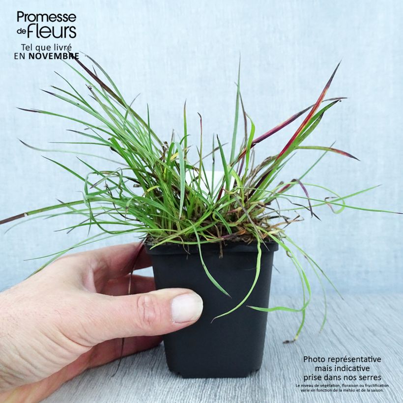 Dianthus carthusianorum 8/9 cm pot sample as delivered in autumn