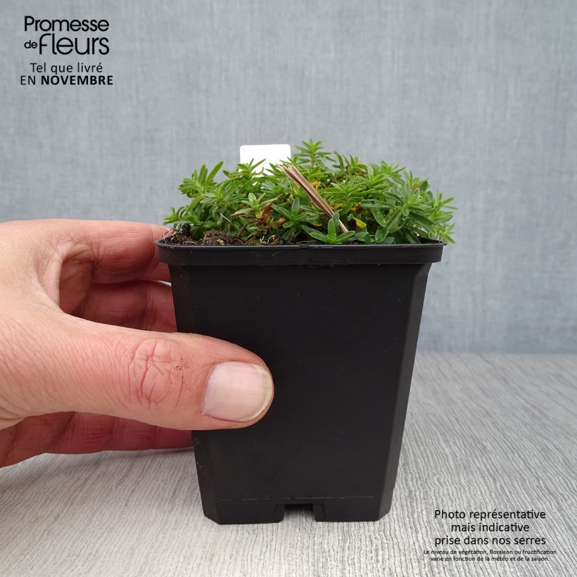 Dianthus deltoides Albiflorus 8/9 cm pot sample as delivered in autumn