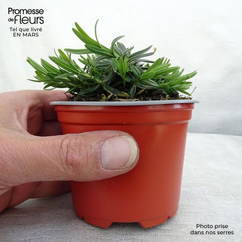 Dianthus deltoides Albiflorus 8/9 cm pot sample as delivered in spring