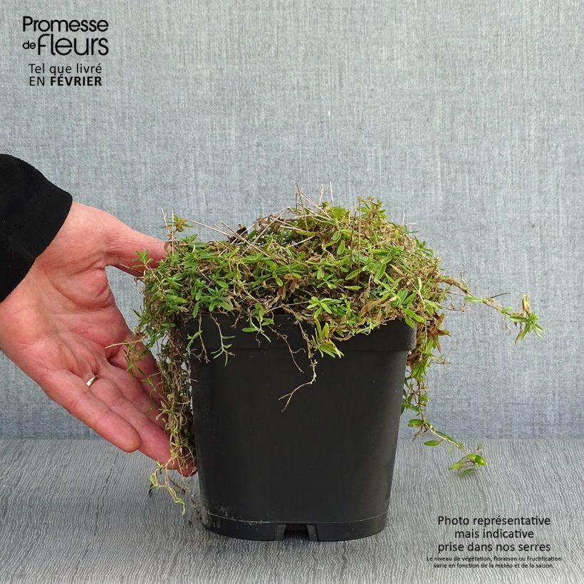 Dianthus deltoides Albiflorus 2L/3L pot sample as delivered in winter