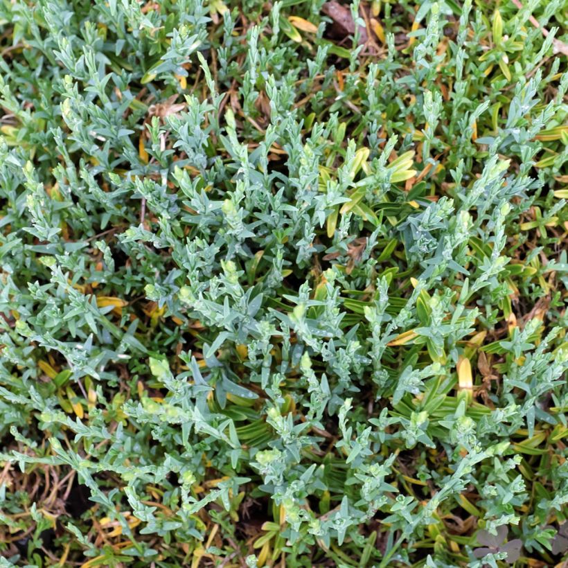 Dianthus deltoides Arctic Fire (Foliage)