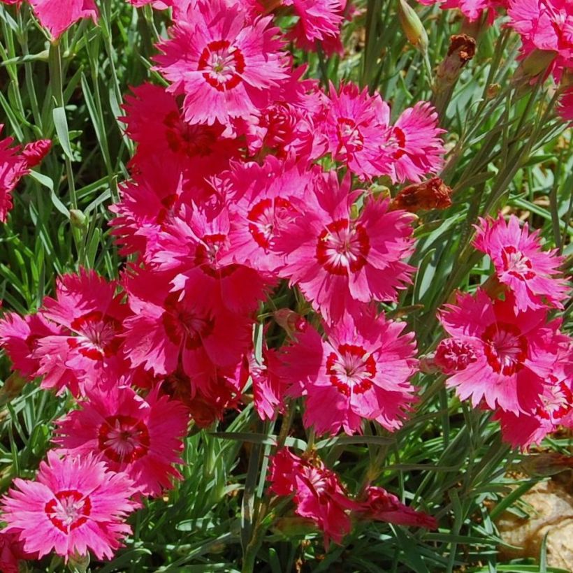 Dianthus deltoides Brilliant (Flowering)