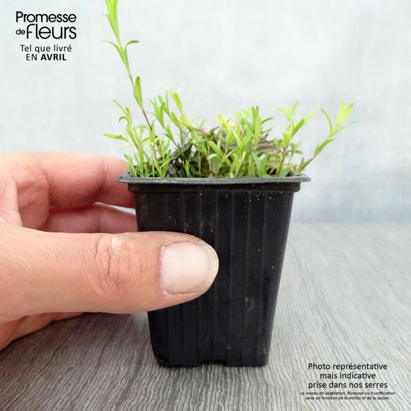 Dianthus deltoides Brilliant 7/8 cm pot sample as delivered in spring