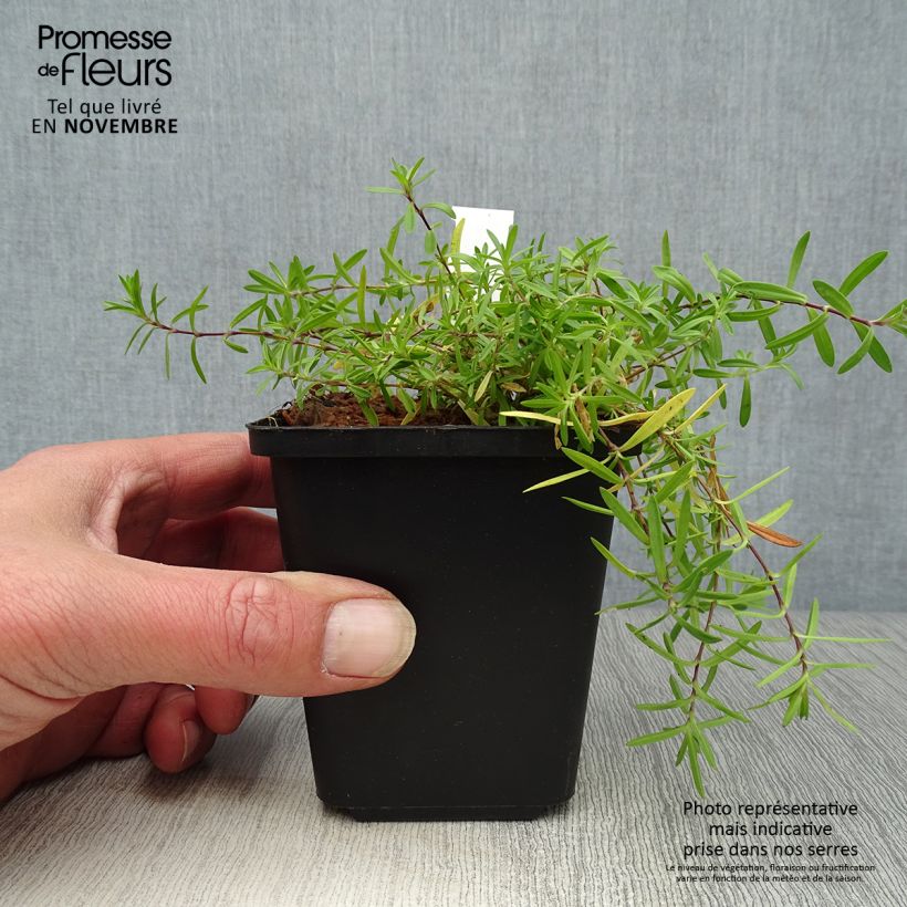 Dianthus deltoides Flashing Light 8/9 cm pot sample as delivered in autumn