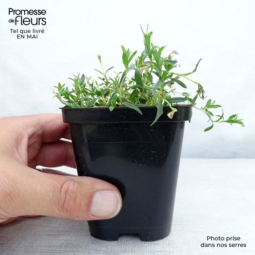 Dianthus deltoides Rosea 8/9 cm pot sample as delivered in spring