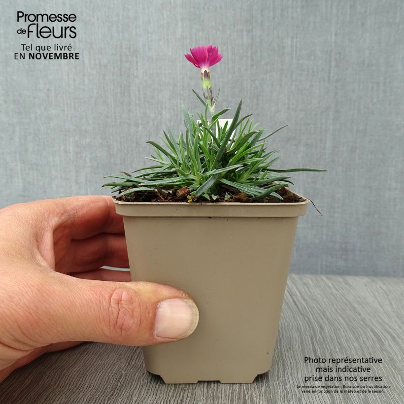 Dianthus gratianopolitanus Badenia 8/9 cm pot sample as delivered in autumn