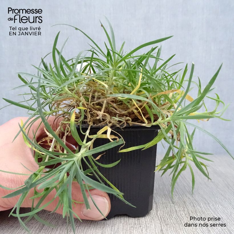 Dianthus gratianopolitanus Eydangeri 8/9 cm pot sample as delivered in winter