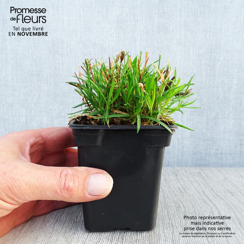 Dianthus gratianopolitanus Kahori Holkahori 7/8 cm pot sample as delivered in autumn