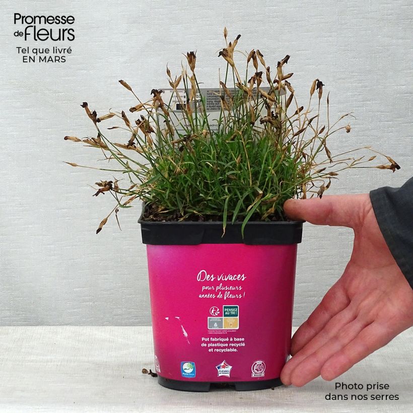 Dianthus gratianopolitanus Kahori Holkahori 2L/3L pot sample as delivered in spring