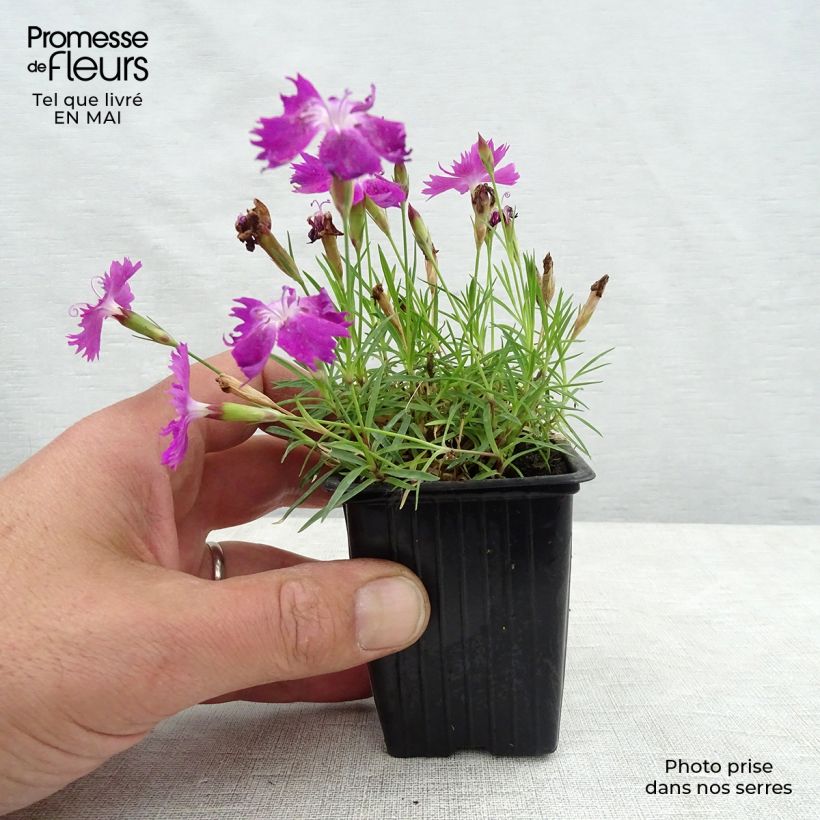 Dianthus gratianopolitanus Kahori Holkahori 7/8 cm pot sample as delivered in spring