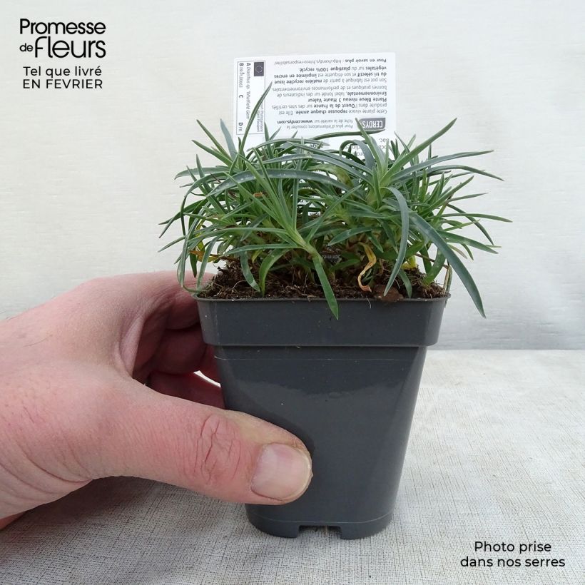 Dianthus gratianopolitanus Whatfield Gem 8/9 cm pot sample as delivered in winter