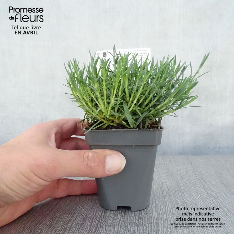 Dianthus gratianopolitanus Whatfield Gem 8/9 cm pot sample as delivered in spring