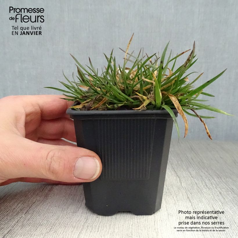 Dianthus knappii 8/9 cm pot sample as delivered in winter