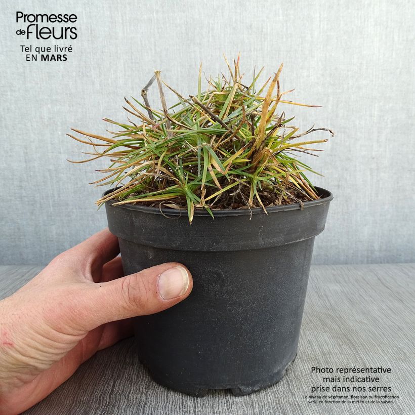 Dianthus plumarius Cranmere Pool 2L/3L pot sample as delivered in winter