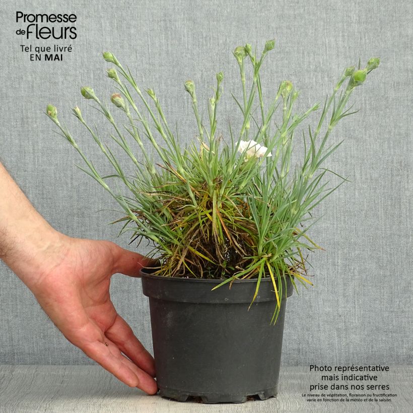 Dianthus plumarius Cranmere Pool 2L/3L pot sample as delivered in spring