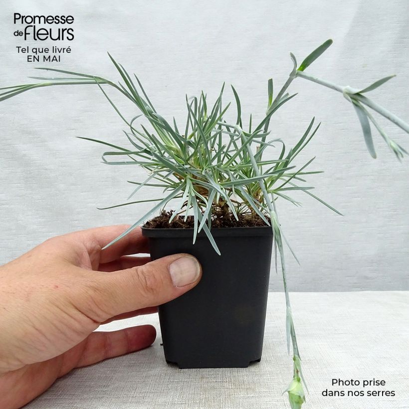 Dianthus plumarius David 8/9 cm pot sample as delivered in spring