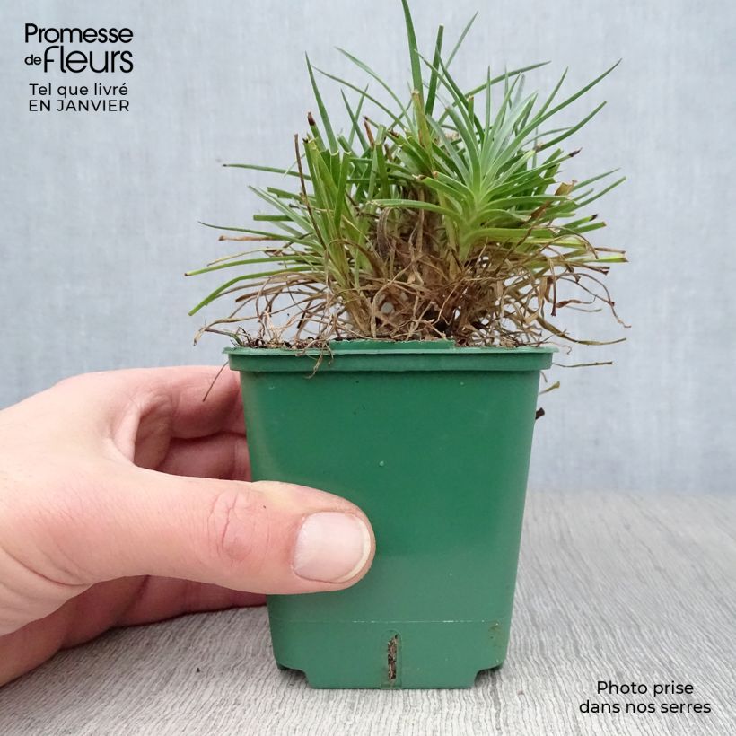 Dianthus plumarius Desmond 8/9 cm pot sample as delivered in winter