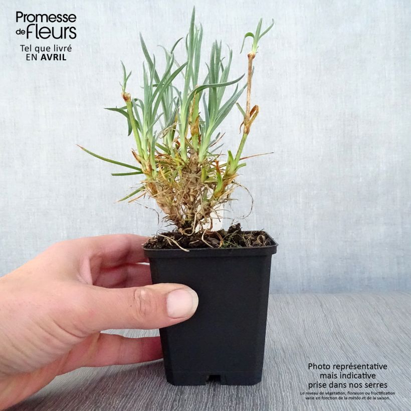 Dianthus plumarius Devon Cream 8/9 cm pot sample as delivered in spring