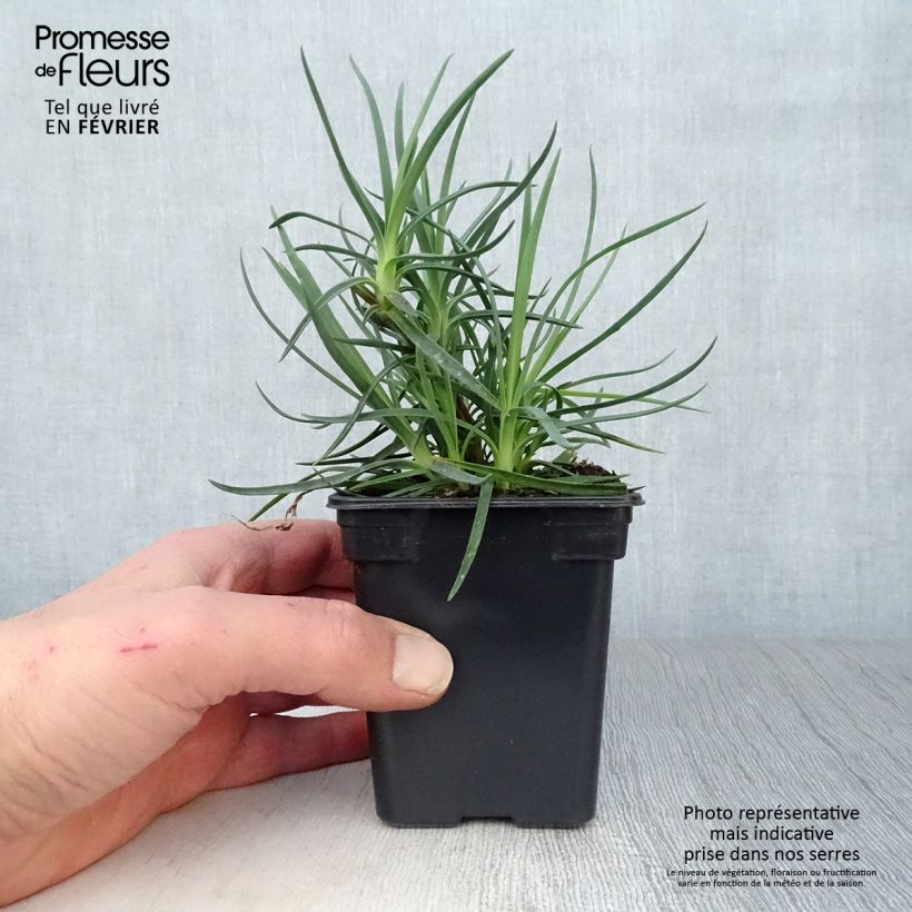 Dianthus plumarius Devon Dove 7/8 cm pot sample as delivered in winter