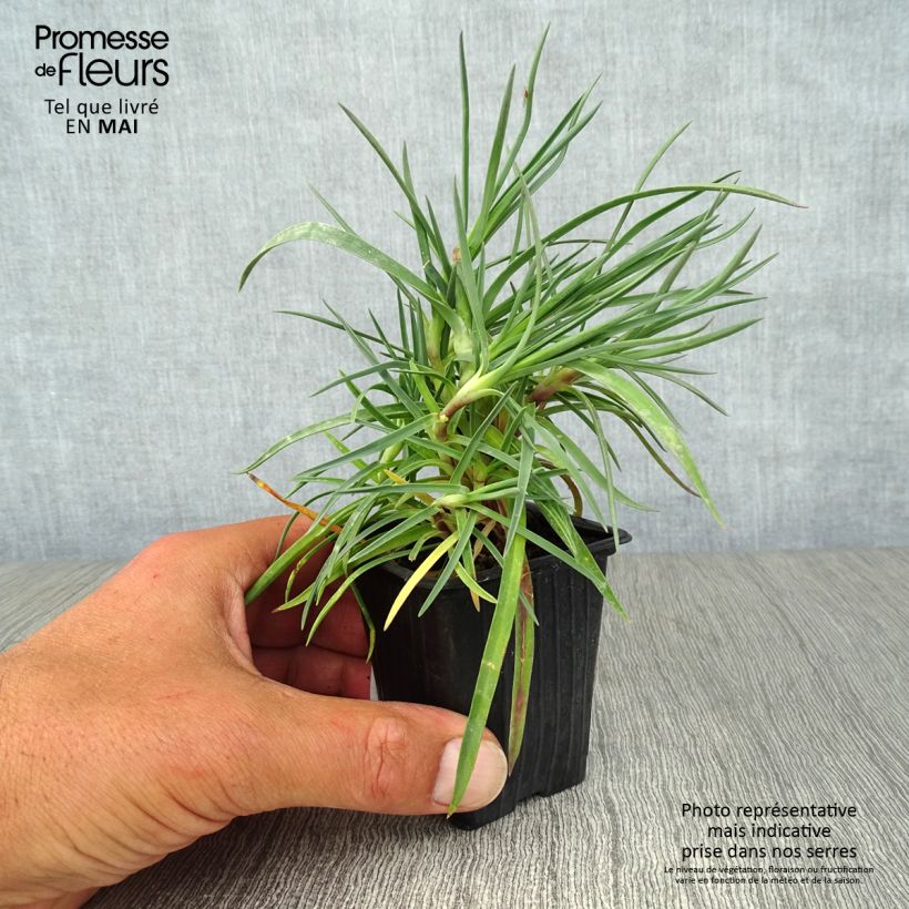 Dianthus plumarius Devon Dove 7/8 cm pot sample as delivered in spring