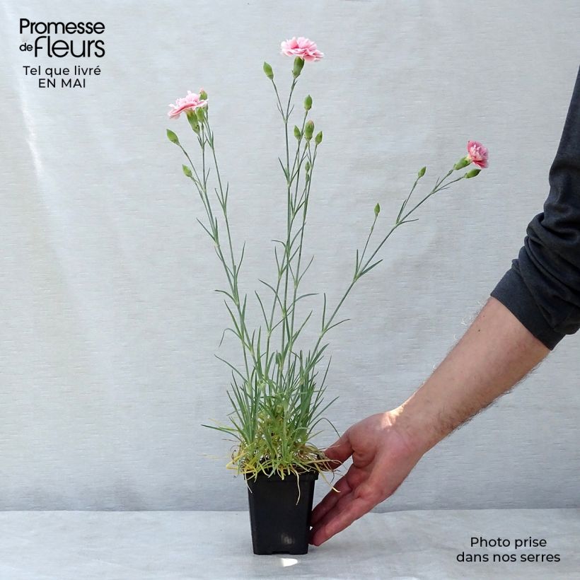 Dianthus plumarius Doris 8/9 cm pot sample as delivered in spring