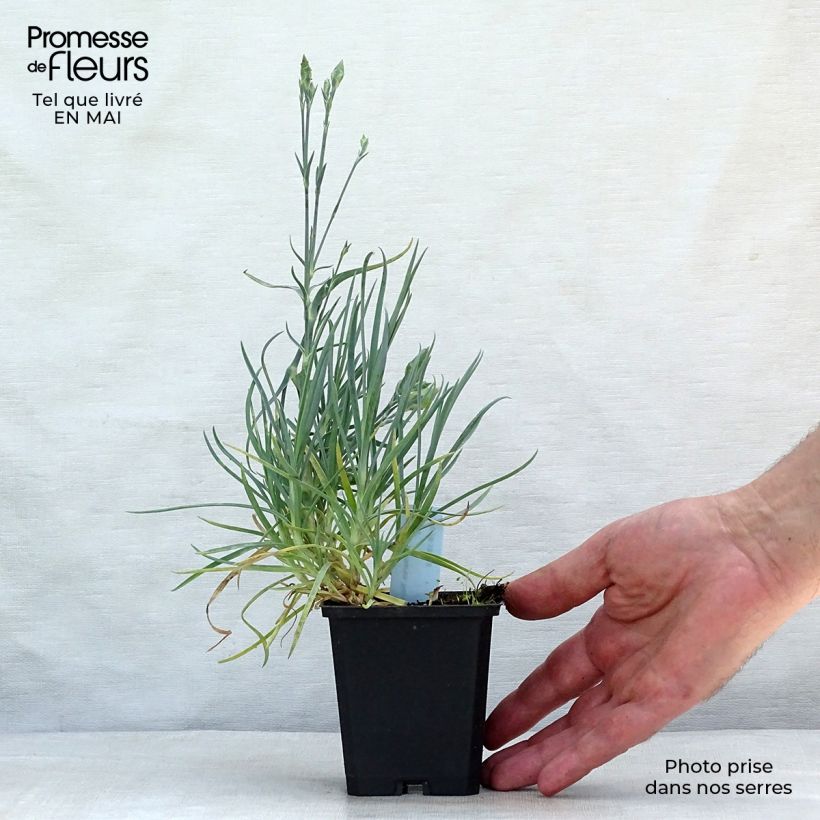 Dianthus plumarius Haytor White 8/9 cm pot sample as delivered in spring