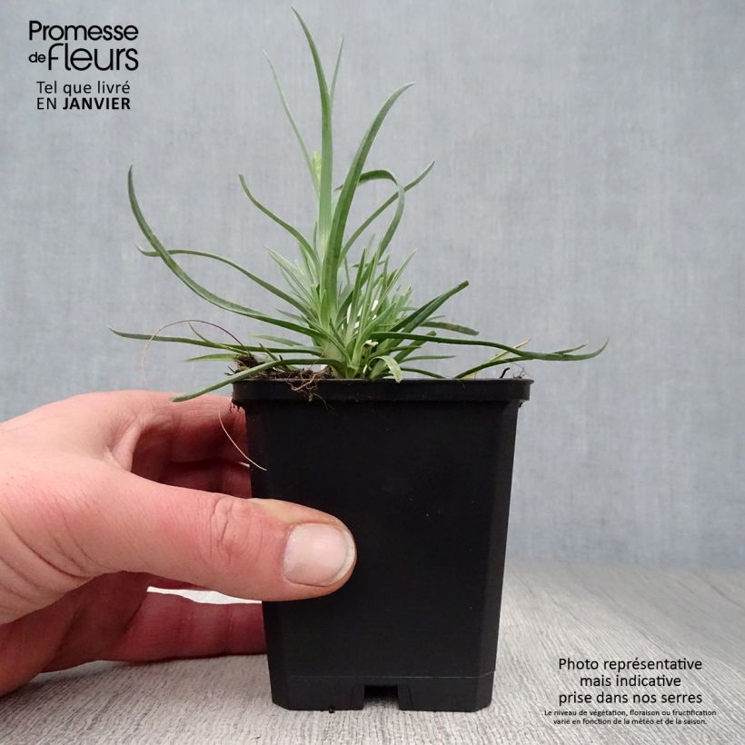 Dianthus plumarius Haytor White 8/9 cm pot sample as delivered in winter