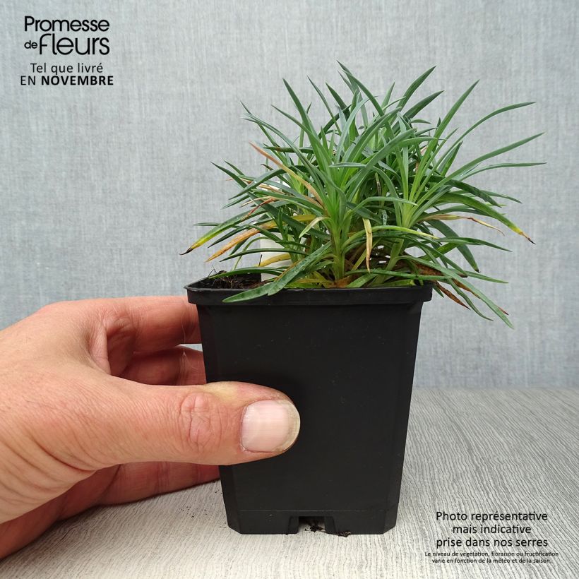 Dianthus plumarius Ine 8/9 cm pot sample as delivered in autumn