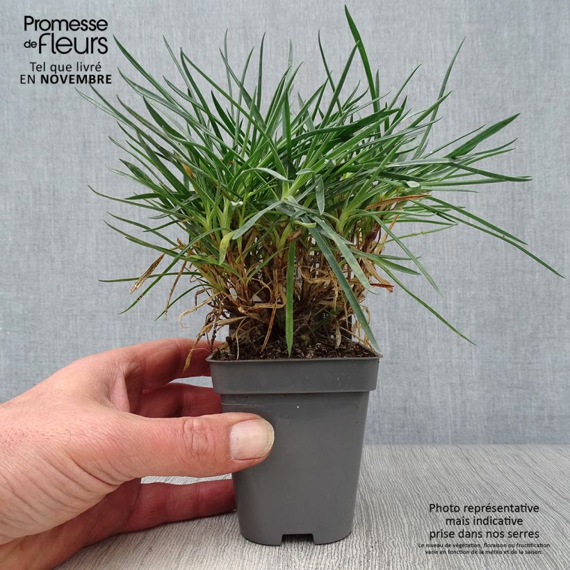 Dianthus plumarius Laced Monarch 8/9 cm pot sample as delivered in autumn