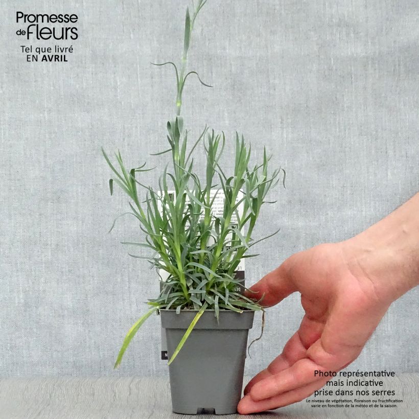 Dianthus plumarius Lady in Red 8/9 cm pot sample as delivered in spring