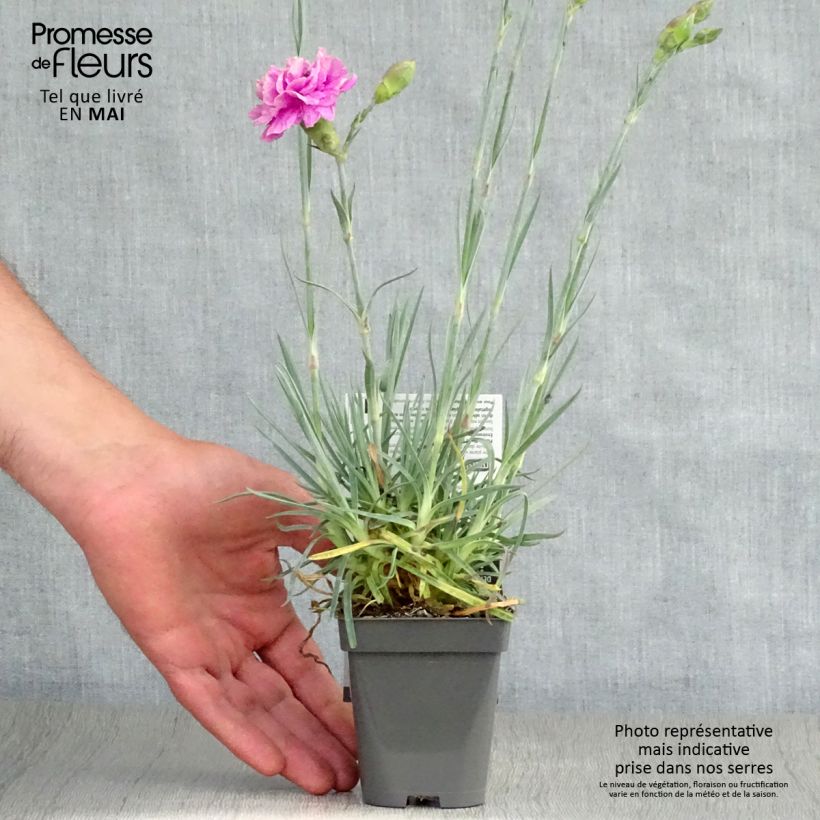 Dianthus plumarius Lily the Pink 8/9 cm pot sample as delivered in spring