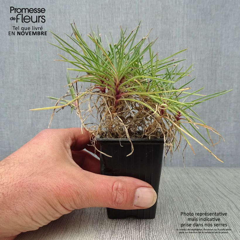 Dianthus plumarius Moulin Rouge 7/8 cm pot sample as delivered in autumn