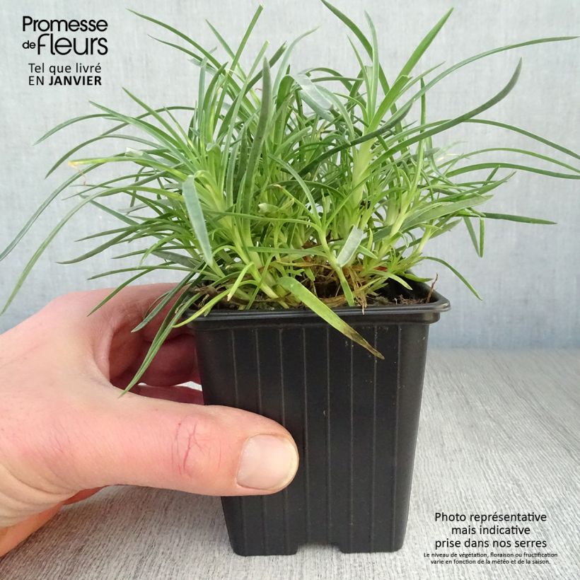 Dianthus plumarius Moulin Rouge 7/8 cm pot sample as delivered in winter