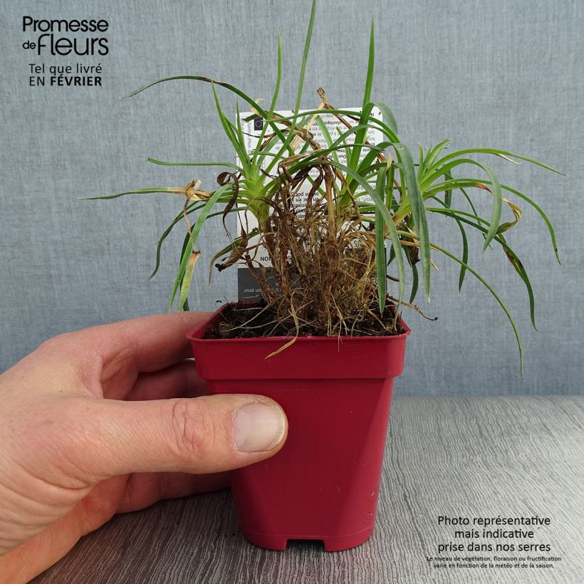 Dianthus plumarius Passion Hot Red 8/9 cm pot sample as delivered in winter