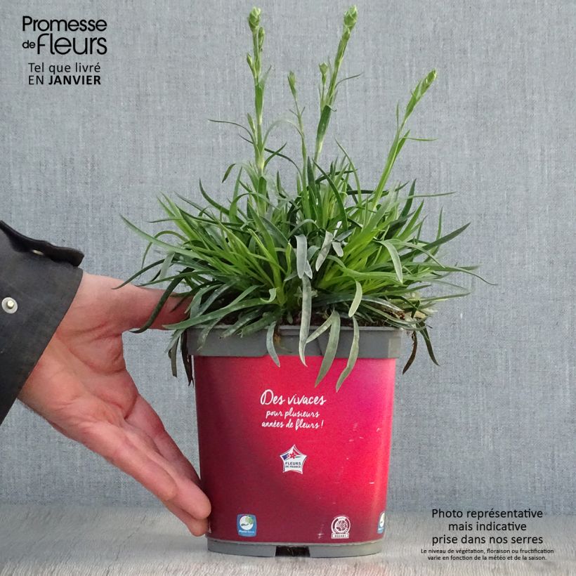 Dianthus plumarius Passion Hot Red 2L/3L pot sample as delivered in winter