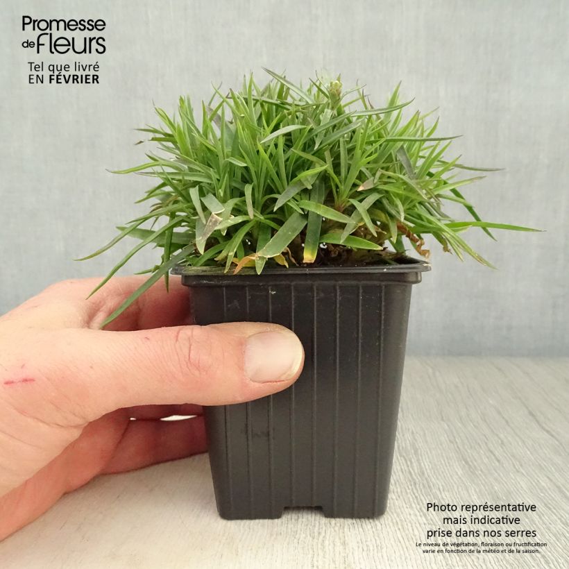 Dianthus plumarius Scent First Coconut Sundae 7/8 cm pot sample as delivered in winter
