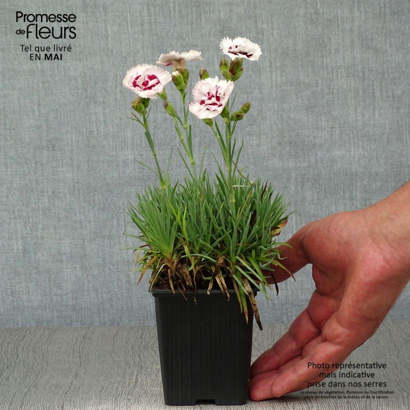 Dianthus plumarius Scent First Coconut Sundae 7/8 cm pot sample as delivered in spring