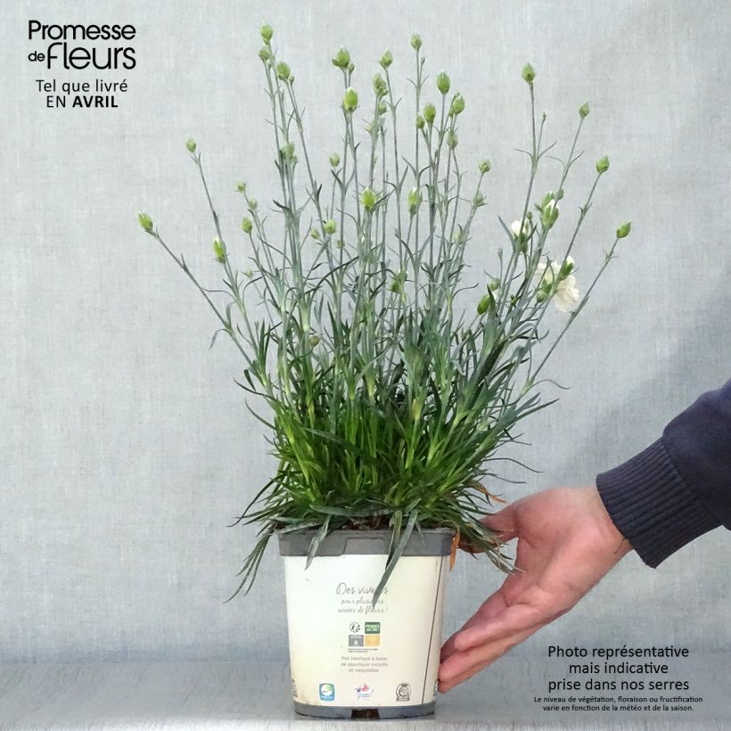 Dianthus plumarius Scent First Memories 2L/3L pot sample as delivered in spring