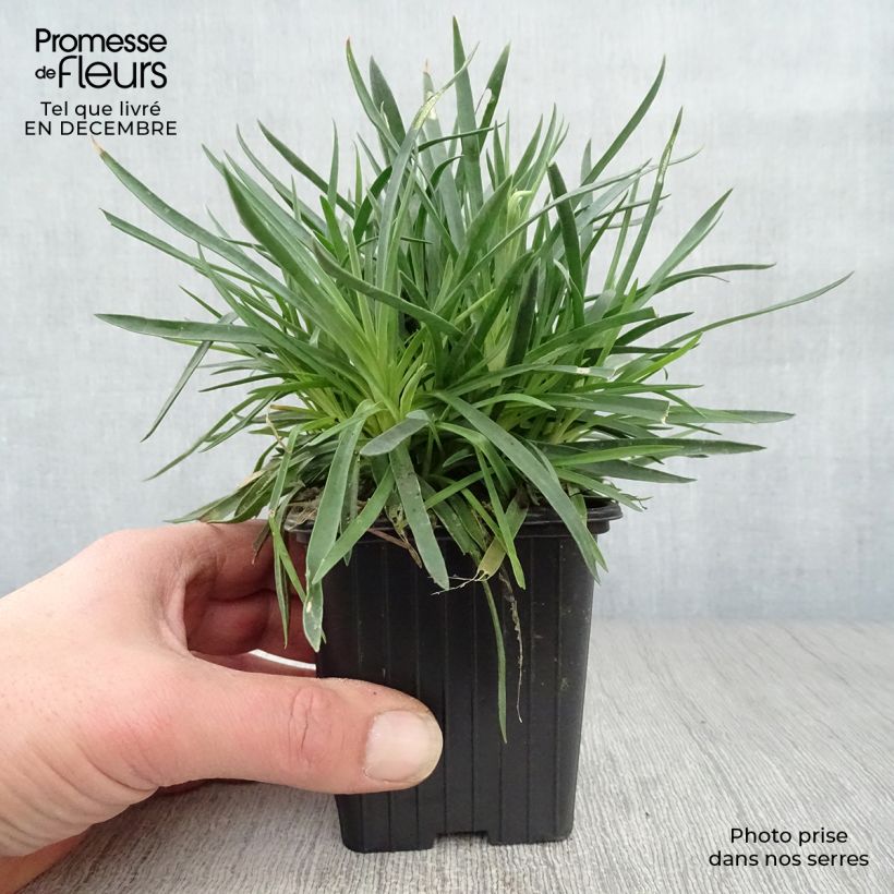 Dianthus plumarius Scent First Memories 7/8 cm pot sample as delivered in winter