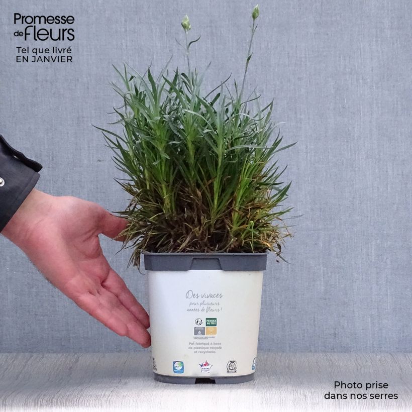 Dianthus plumarius Scent First Memories 2L/3L pot sample as delivered in winter