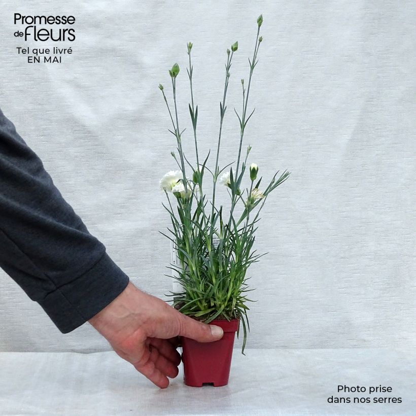 Dianthus plumarius Scent First Memories 7/8 cm pot sample as delivered in spring