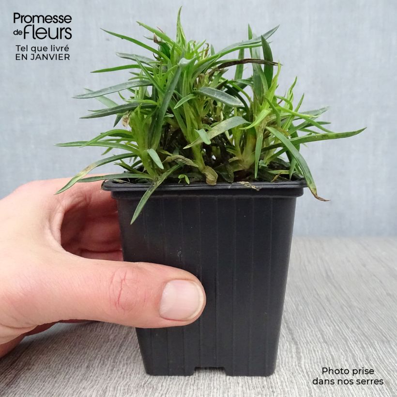 Dianthus plumarius Scent First Raspberry Sundae 7/8 cm pot sample as delivered in winter