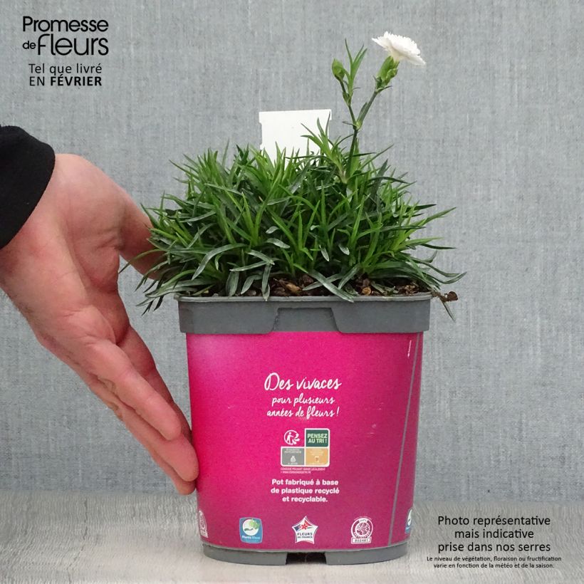 Dianthus plumarius Scent First Raspberry Sundae 2L/3L pot sample as delivered in winter