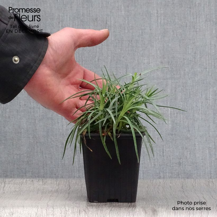 Dianthus plumarius Scent First Romance 7/8 cm pot sample as delivered in winter