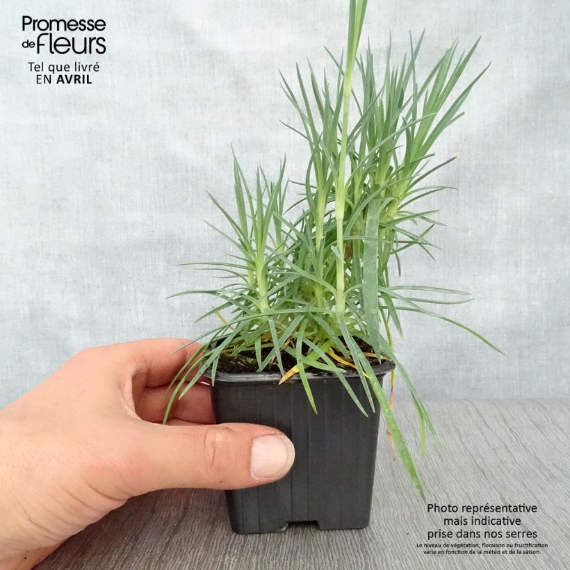 Dianthus plumarius Scent First Romance 7/8 cm pot sample as delivered in spring