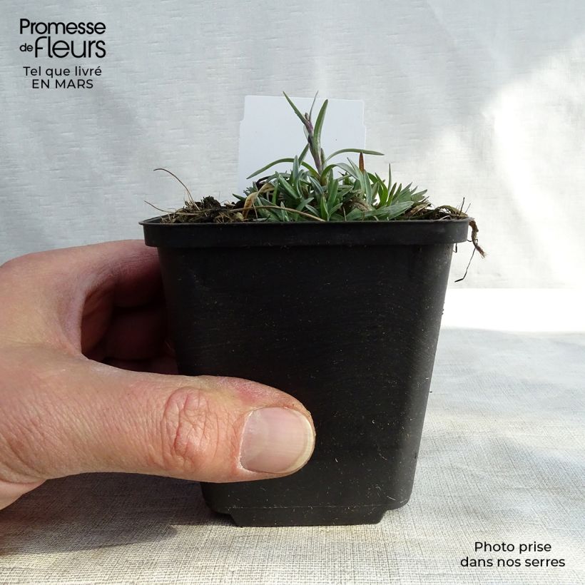 Dianthus plumarius Warden Hybrid 8/9 cm pot sample as delivered in winter