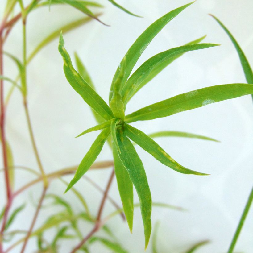 Dianthus superbus Primadonna (Foliage)