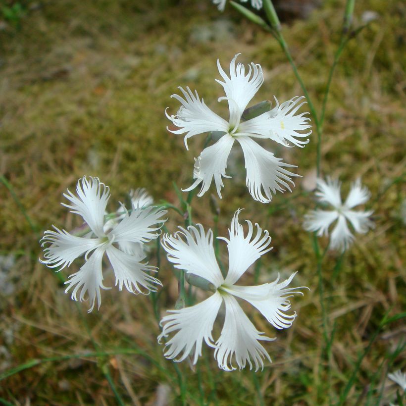 Dianthus squarrosa Berlin Snow (Flowering)