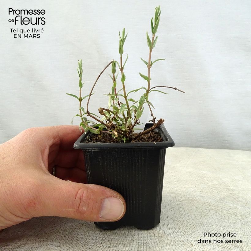 Diascia integerrima 8/9 cm pot sample as delivered in spring