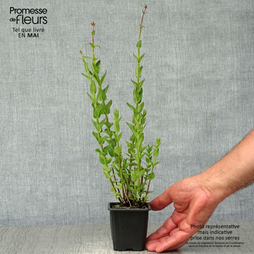 Diascia personata 8/9 cm pot sample as delivered in spring